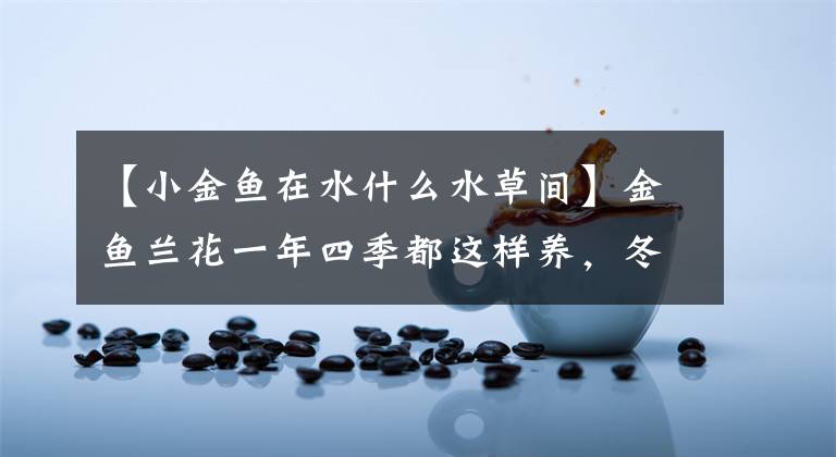 【小金鱼在水什么水草间】金鱼兰花一年四季都这样养，冬天保证鲜花盛开，满满一盆小金鱼。文章配图