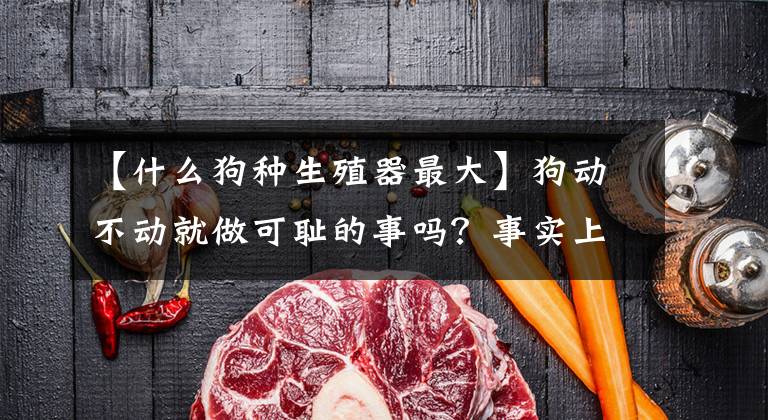 【什么狗种生殖器最大】狗动不动就做可耻的事吗？事实上，疾病和这些原因让狗骑着走。文章配图