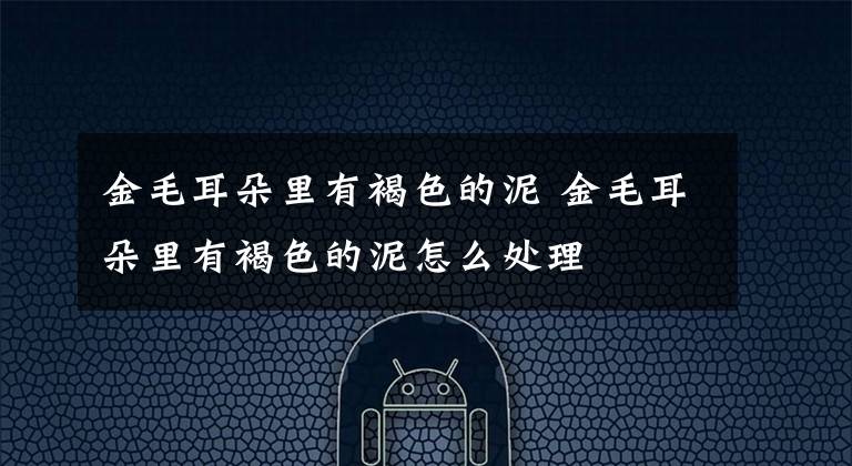金毛耳朵里有褐色的泥 金毛耳朵里有褐色的泥怎么处理文章配图