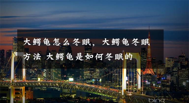 大鳄龟怎么冬眠，大鳄龟冬眠方法 大鳄龟是如何冬眠的文章配图