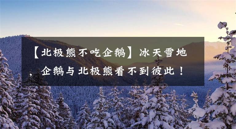 【北极熊不吃企鹅】冰天雪地，企鹅与北极熊看不到彼此！北极熊去南极捕食，会如何？