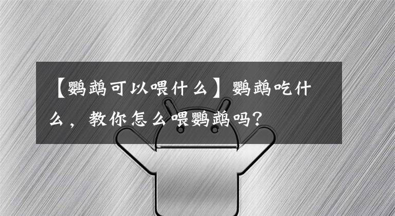 【鹦鹉可以喂什么】鹦鹉吃什么，教你怎么喂鹦鹉吗？