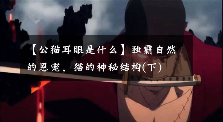 【公猫耳眼是什么】独霸自然的恩宠，猫的神秘结构(下)文章配图