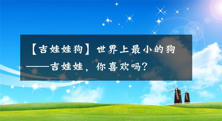 【吉娃娃狗】世界上最小的狗——吉娃娃，你喜欢吗？