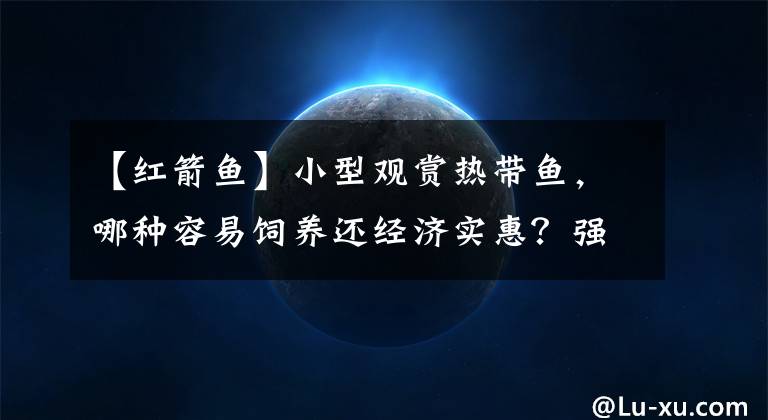 【红箭鱼】小型观赏热带鱼，哪种容易饲养还经济实惠？强烈推荐这七种小鱼