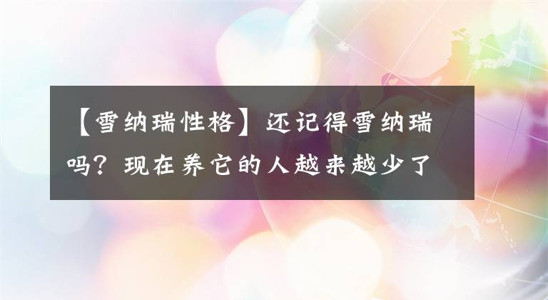 【雪纳瑞性格】还记得雪纳瑞吗？现在养它的人越来越少了，也许是因为这6点