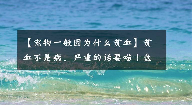 【宠物一般因为什么贫血】贫血不是病，严重的话要喵！盘点猫5大贫血的原因文章配图