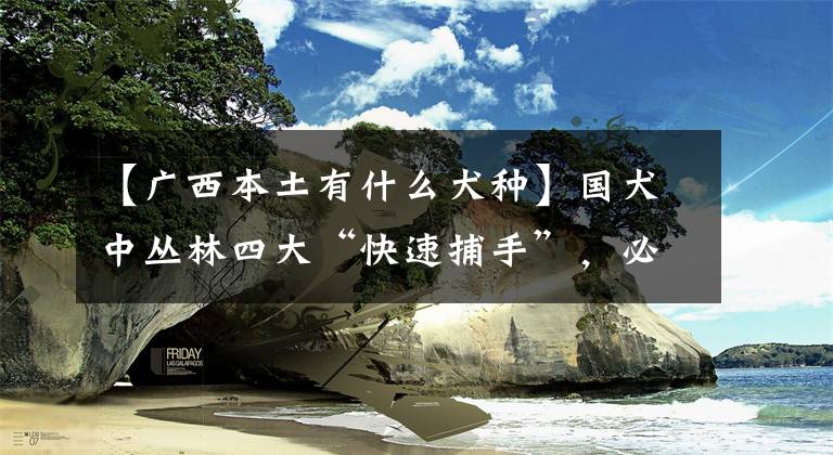 【广西本土有什么犬种】国犬中丛林四大“快速捕手”，必美会见濒临灭绝，急需救援。文章配图
