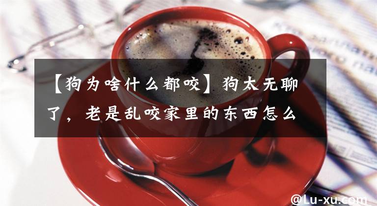 【狗为啥什么都咬】狗太无聊了，老是乱咬家里的东西怎么办？努力给狗找点事做文章配图