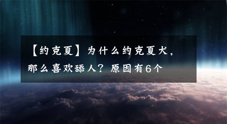 【约克夏】为什么约克夏犬，那么喜欢舔人？原因有6个