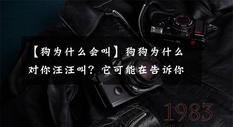 【狗为什么会叫】狗狗为什么对你汪汪叫？它可能在告诉你这6件事