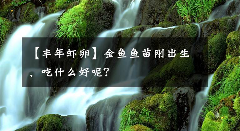 【丰年虾卵】金鱼鱼苗刚出生，吃什么好呢？