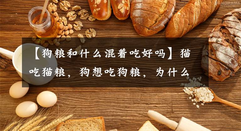 【狗粮和什么混着吃好吗】猫吃猫粮，狗想吃狗粮，为什么不能混着吃？文章配图