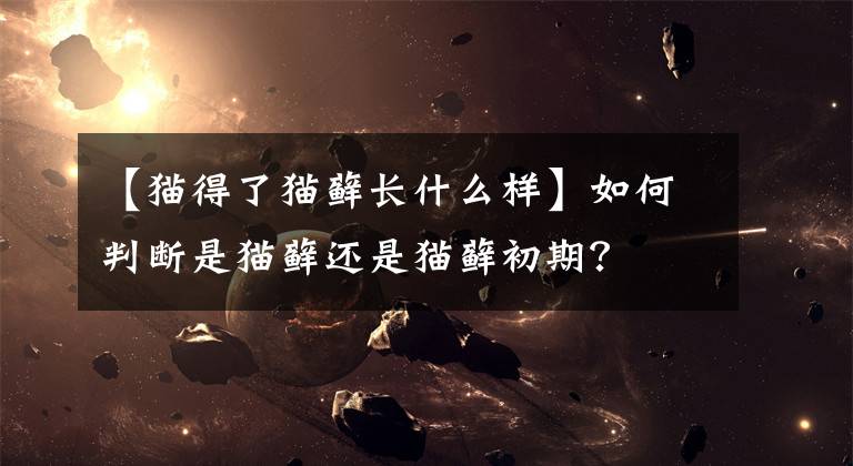 【猫得了猫藓长什么样】如何判断是猫藓还是猫藓初期？文章配图