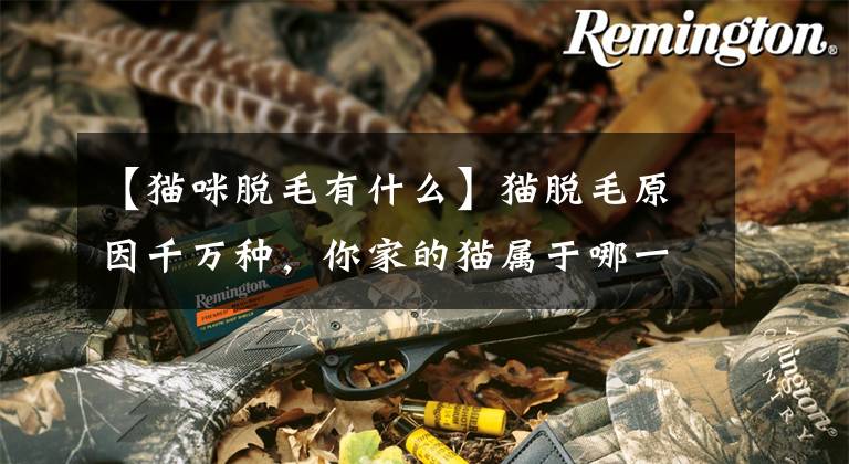 【猫咪脱毛有什么】猫脱毛原因千万种，你家的猫属于哪一种？文章配图