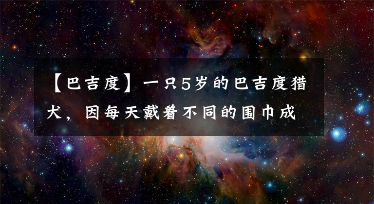 【巴吉度】一只5岁的巴吉度猎犬，因每天戴着不同的围巾成为了明星狗！