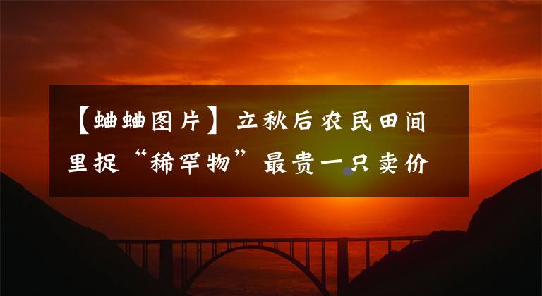 【蛐蛐图片】立秋后农民田间里捉“稀罕物”最贵一只卖价16万元 比上班都赚钱