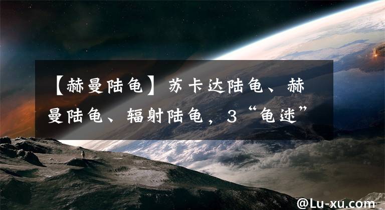 【赫曼陆龟】苏卡达陆龟、赫曼陆龟、辐射陆龟，3“龟迷”买龟获罪