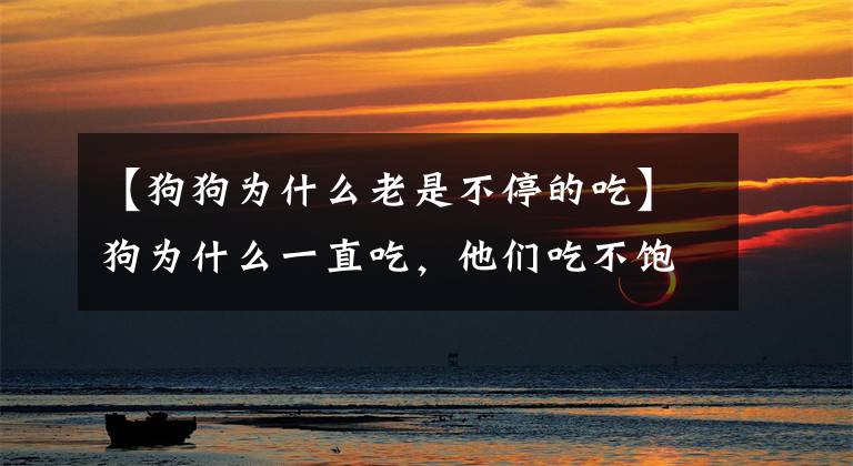 【狗狗为什么老是不停的吃】狗为什么一直吃，他们吃不饱的原因是什么？文章配图