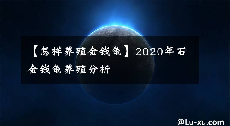 【怎样养殖金钱龟】2020年石金钱龟养殖分析