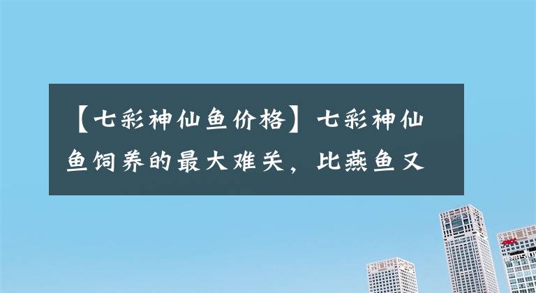 【七彩神仙鱼价格】七彩神仙鱼饲养的最大难关，比燕鱼又多两点，一般人掌握不好