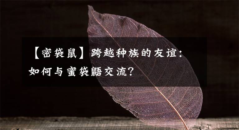 【密袋鼠】跨越种族的友谊：如何与蜜袋鼯交流？