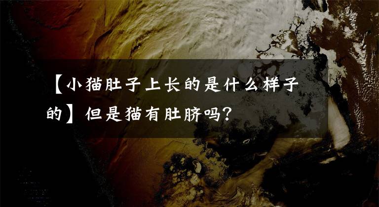 【小猫肚子上长的是什么样子的】但是猫有肚脐吗？文章配图