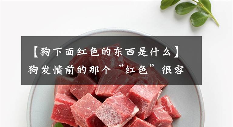 【狗下面红色的东西是什么】狗发情前的那个“红色”很容易被忽略！狗生理期有这种征兆文章配图