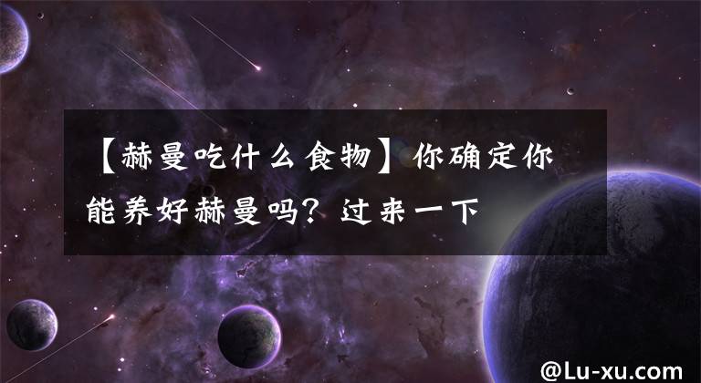 【赫曼吃什么食物】你确定你能养好赫曼吗？过来一下文章配图