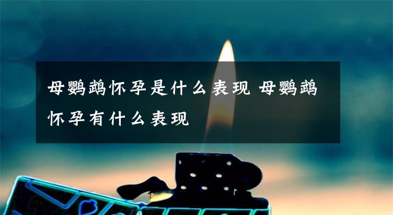 母鹦鹉怀孕是什么表现 母鹦鹉怀孕有什么表现文章配图