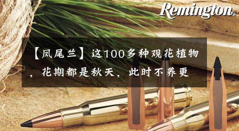 【凤尾兰】这100多种观花植物，花期都是秋天，此时不养更待何时