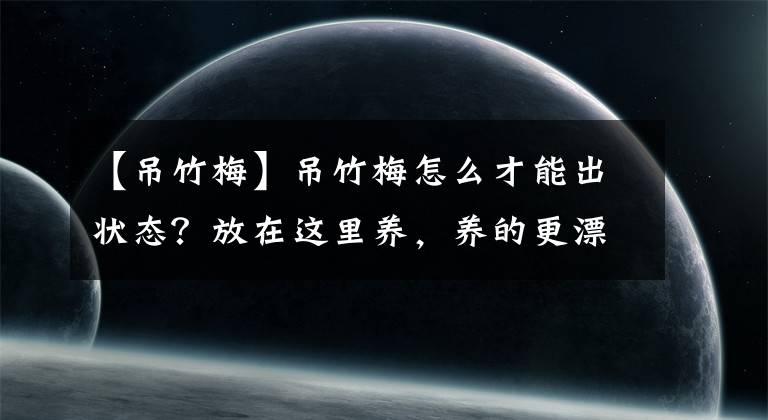 【吊竹梅】吊竹梅怎么才能出状态？放在这里养，养的更漂亮