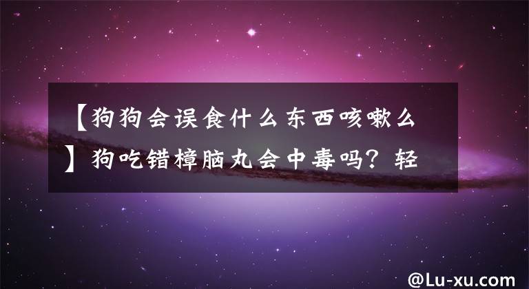 【狗狗会误食什么东西咳嗽么】狗吃错樟脑丸会中毒吗？轻的话呕吐严重的话，贫血、肝、肾受损文章配图