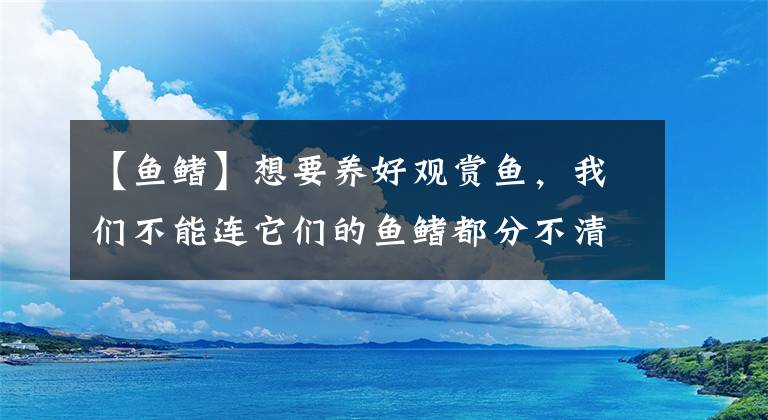 【鱼鳍】想要养好观赏鱼，我们不能连它们的鱼鳍都分不清吧？