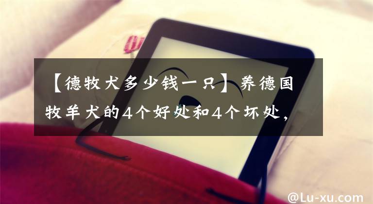 【德牧犬多少钱一只】养德国牧羊犬的4个好处和4个坏处，看完你还敢养吗？