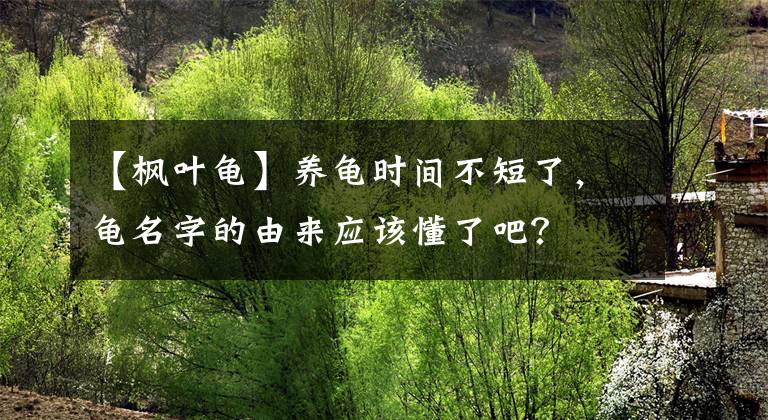 【枫叶龟】养龟时间不短了，龟名字的由来应该懂了吧？