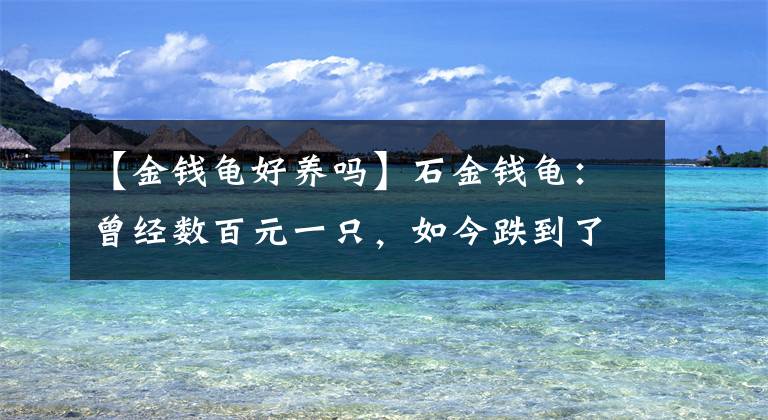 【金钱龟好养吗】石金钱龟：曾经数百元一只，如今跌到了5元，养殖户叫苦，咋了？