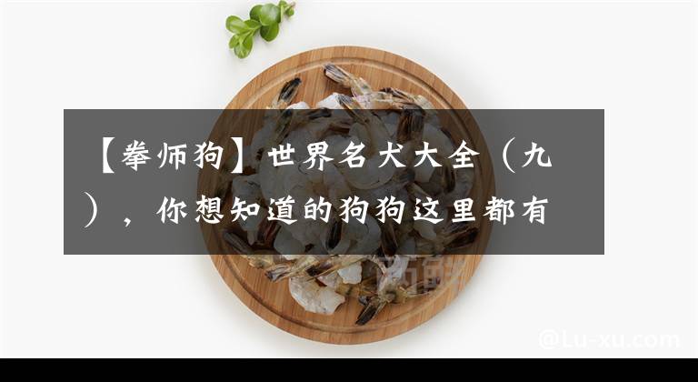 【拳师狗】世界名犬大全（九），你想知道的狗狗这里都有