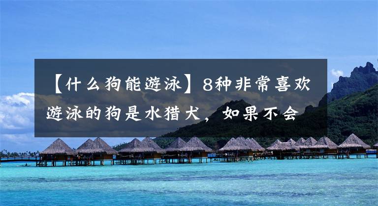 【什么狗能游泳】8种非常喜欢游泳的狗是水猎犬，如果不会游泳，那就丢人了。文章配图