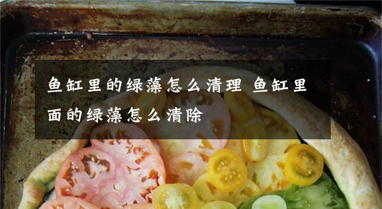 鱼缸里的绿藻怎么清理 鱼缸里面的绿藻怎么清除文章配图
