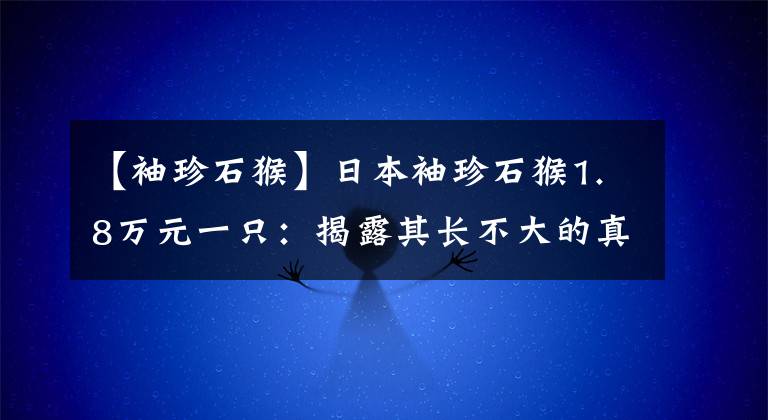 【袖珍石猴】日本袖珍石猴1.8万元一只：揭露其长不大的真相