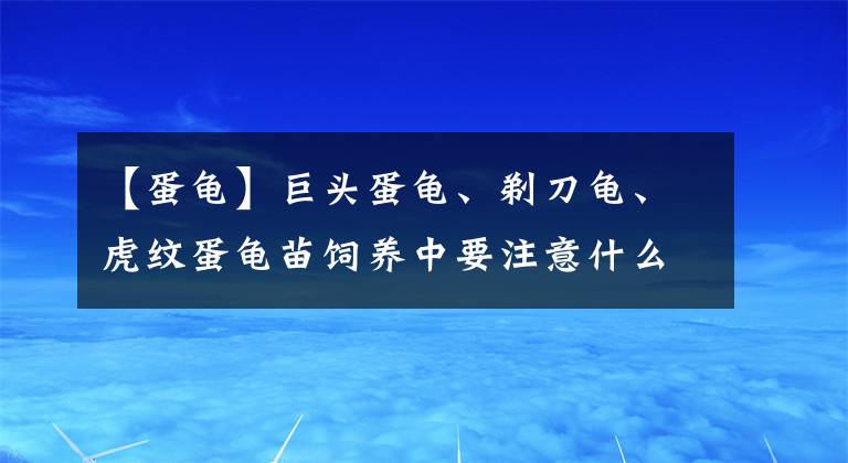 【蛋龟】巨头蛋龟、剃刀龟、虎纹蛋龟苗饲养中要注意什么「龟谷鳖老」