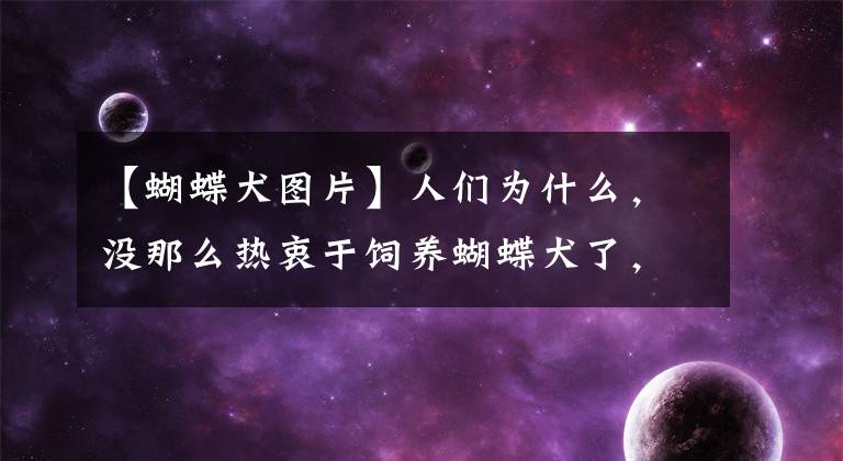 【蝴蝶犬图片】人们为什么，没那么热衷于饲养蝴蝶犬了，是因为以下6个原因