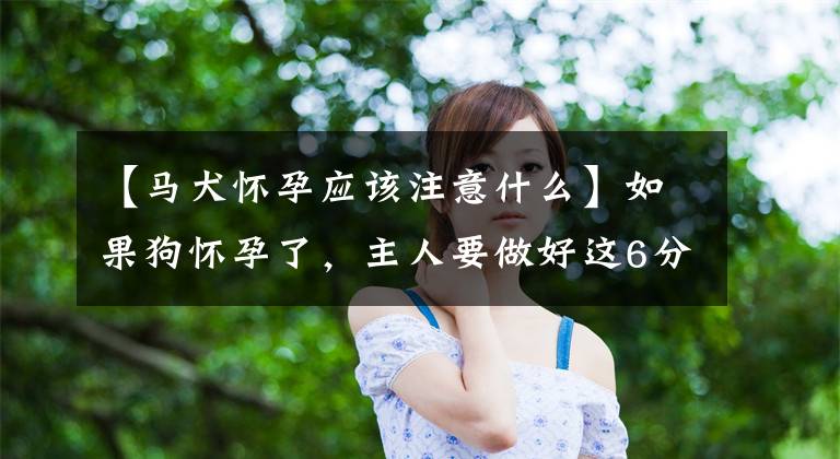 【马犬怀孕应该注意什么】如果狗怀孕了，主人要做好这6分文章配图