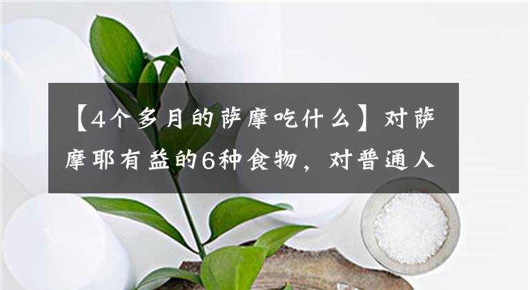 【4个多月的萨摩吃什么】对萨摩耶有益的6种食物，对普通人也有，可以喂很多。文章配图