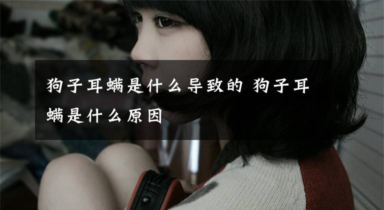 狗子耳螨是什么导致的 狗子耳螨是什么原因文章配图