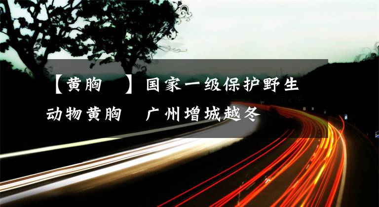 【黄胸鹀】国家一级保护野生动物黄胸鹀广州增城越冬