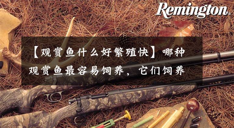 【观赏鱼什么好繁殖快】哪种观赏鱼最容易饲养，它们饲养难度不同有什么问题吗？文章配图