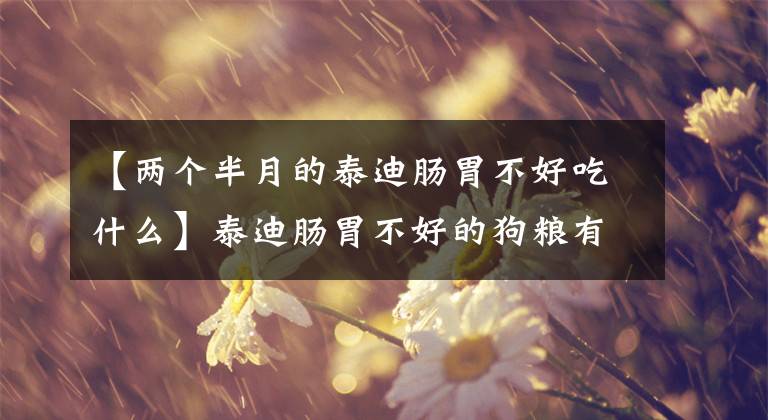 【两个半月的泰迪肠胃不好吃什么】泰迪肠胃不好的狗粮有什么好的？文章配图