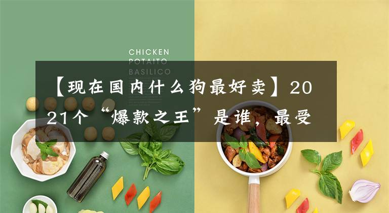 【现在国内什么狗最好卖】2021个“爆款之王”是谁，最受欢迎的7种狗文章配图